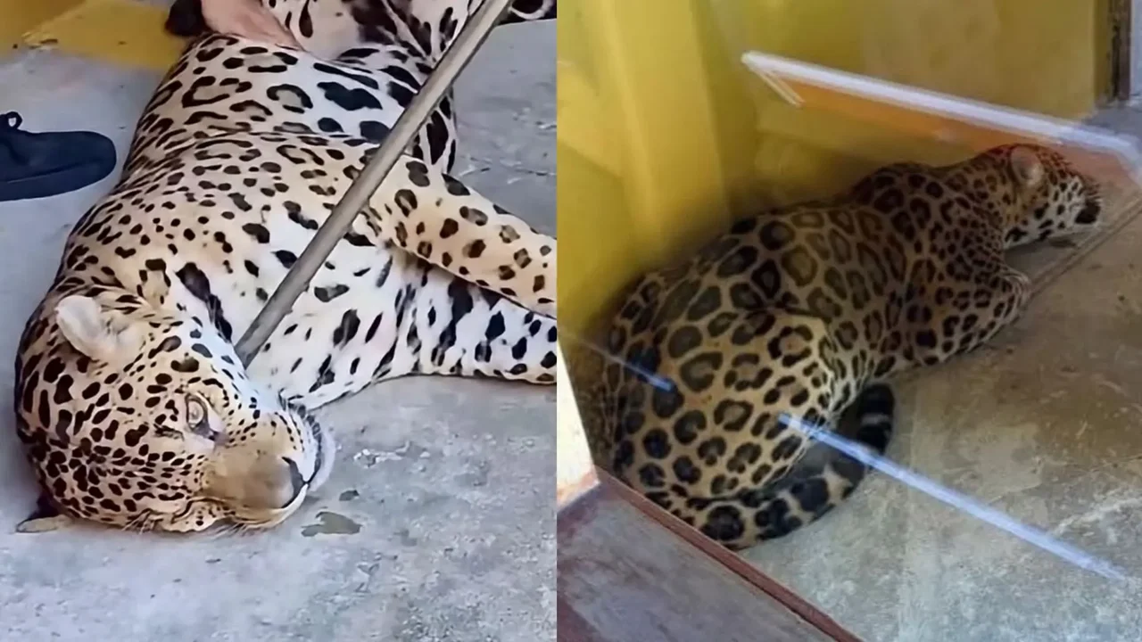 Jaguar hallado en la U. Nacional de Leticia habría huido por la quema excesiva de pólvora