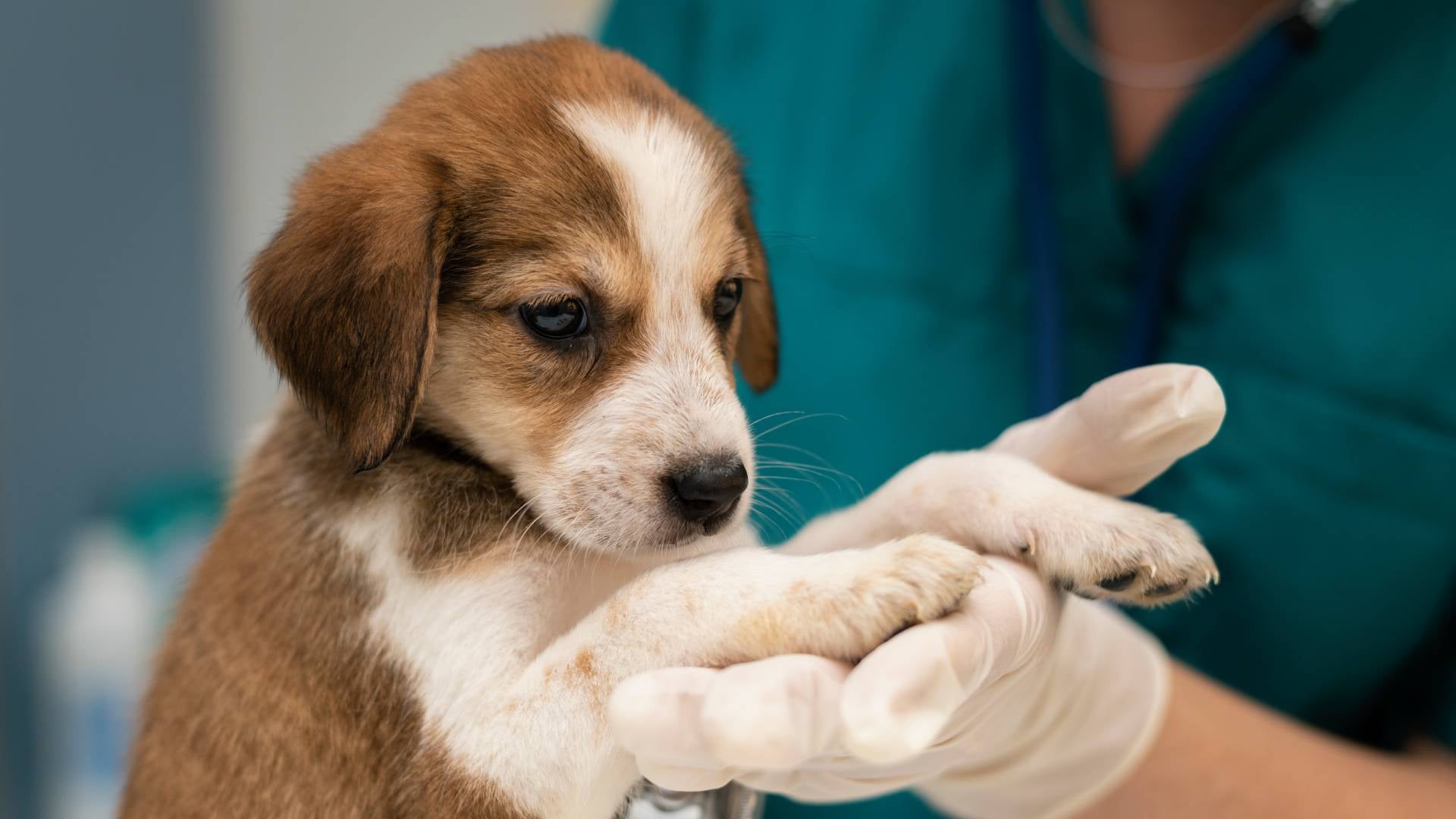 Punto de esterilización en Funza, Cundinamarca