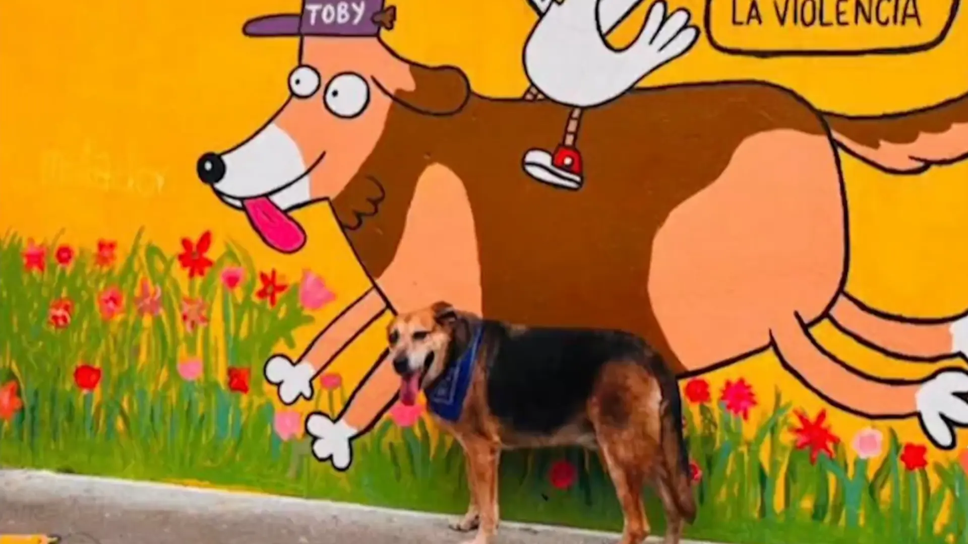 Toby perrito viral en Samaniego