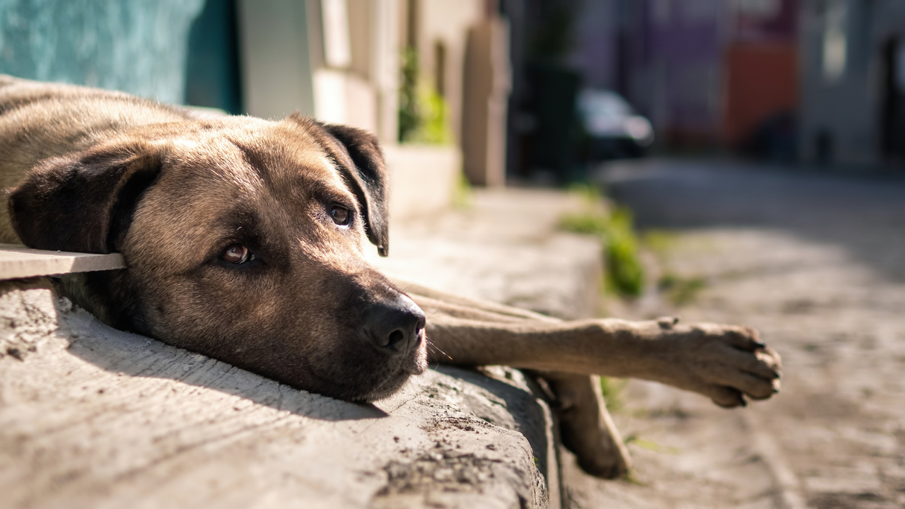Casos de maltrato animal en Bogotá habrían aumentado 63% en 2025 ¿Qué está pasando?