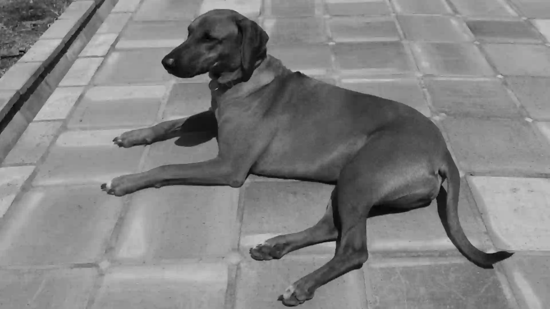 A Kira se la llevaron, la mataron a golpes y la botaron en Villa de Leyva, a kilómetros de su casa