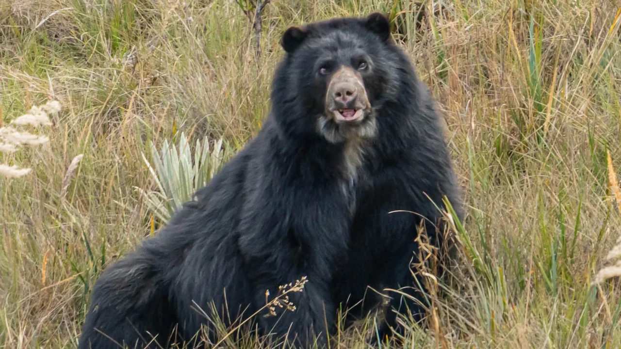 Aclaran qué ocurrió en verdad con el oso andino que fue visto en Cundinamarca