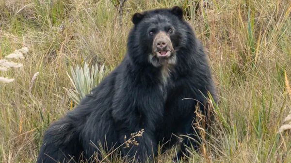VIDEO | Cámaras trampa registraron el nacimiento de crías de oso andino en dos áreas protegidas del Huila VIDEO | Cámaras trampa registraron el nacimiento de crías de oso andino en dos áreas protegidas del Huila