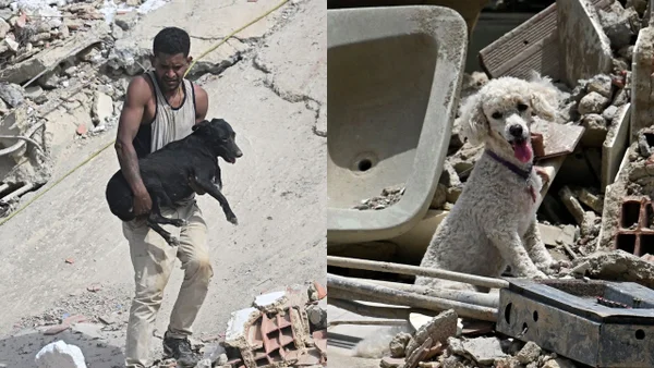 ‘Una garra por Venezuela’: la colecta para los animales damnificados por el terremoto ‘Una garra por Venezuela’: la colecta para los animales damnificados por el terremoto