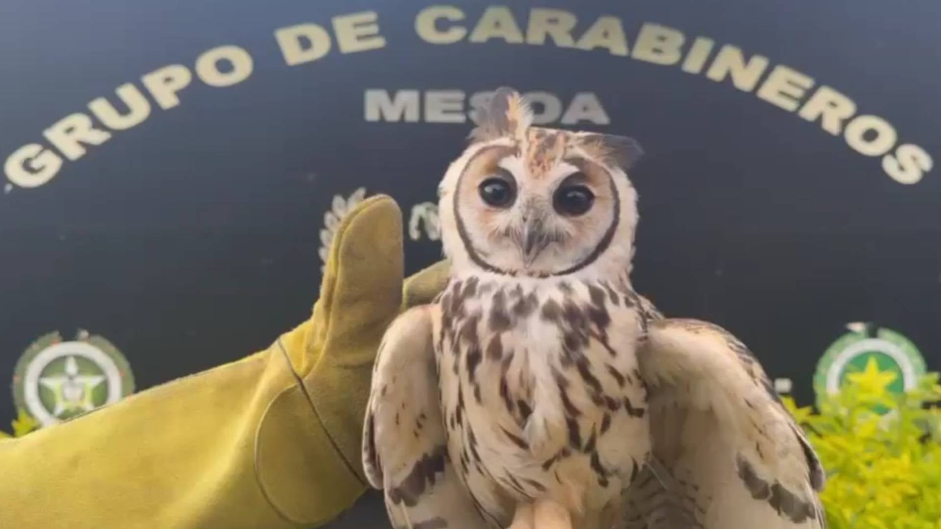 Búho rescatado en Cundinamarca