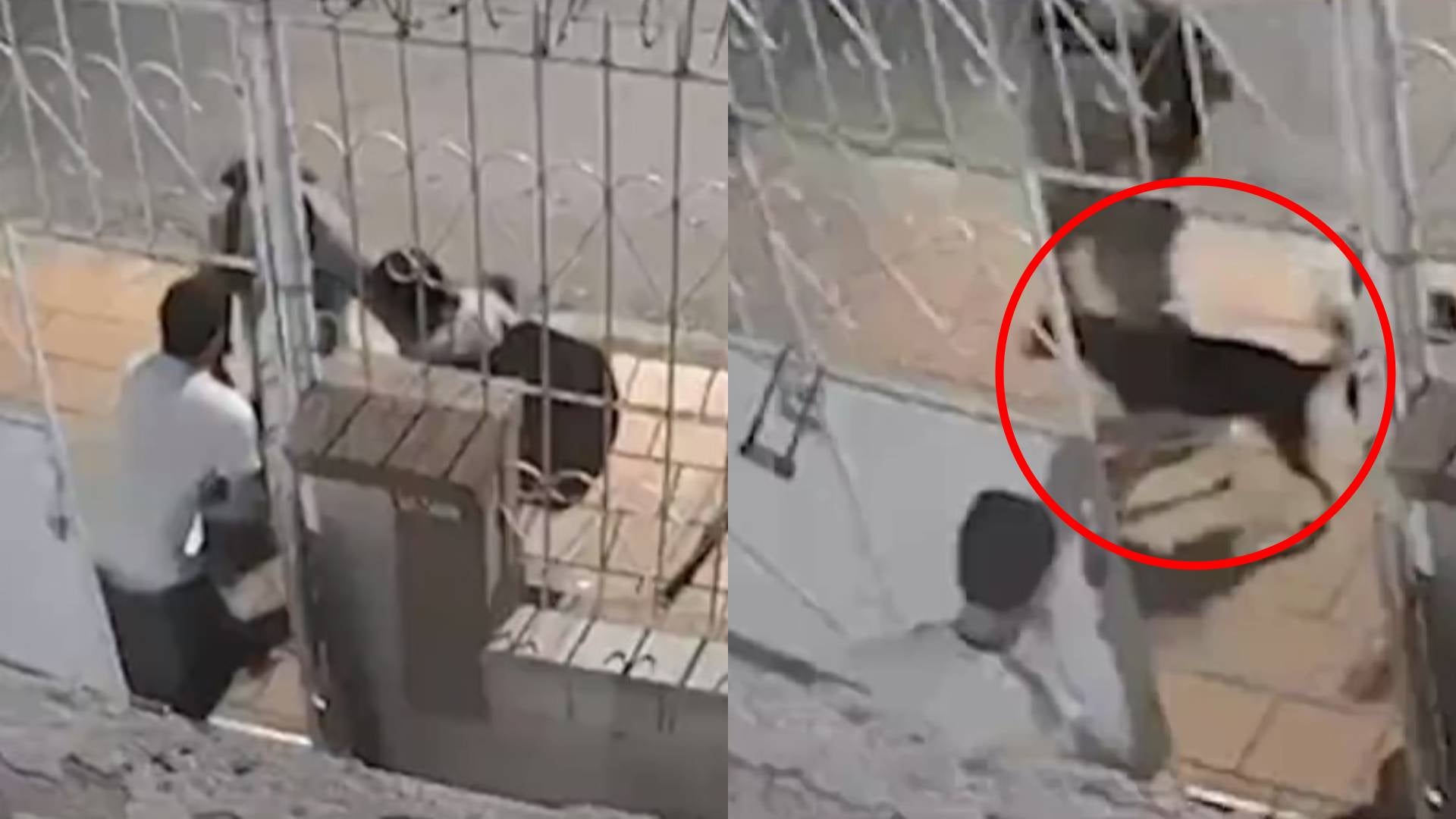 ¿Cómo fue el robo del perrito 'Guaro' en Bogotá?