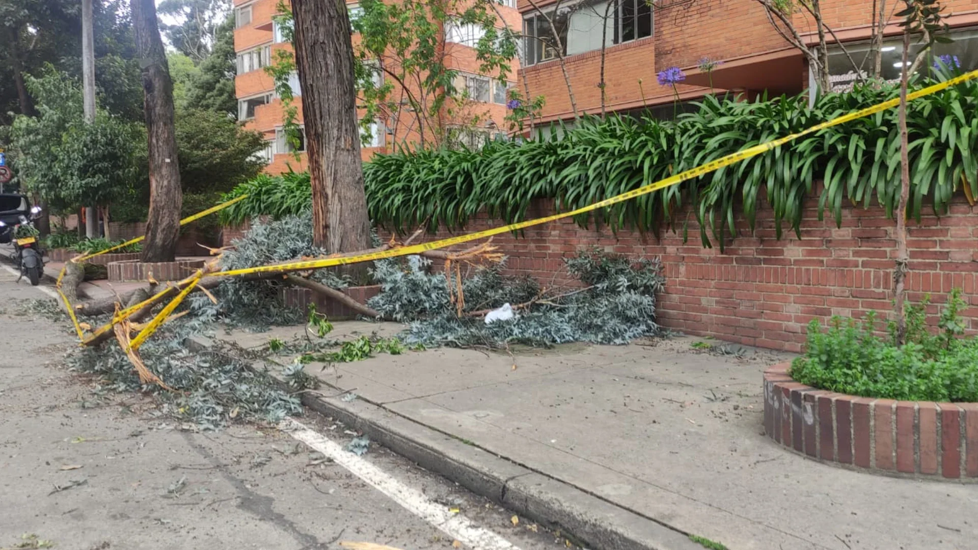 Caída de ramas vientos en Bogotá