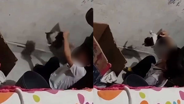 Indignante: mujer grabó a su hijo mientras golpeaba y azotaba a un gato bebé en Marinilla, Antioquia Indignante: mujer grabó a su hijo mientras golpeaba y azotaba a un gato bebé en Marinilla, Antioquia