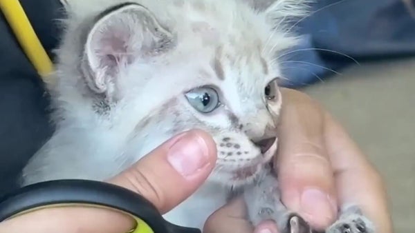 Rescate de mascotas en Venezuela: perros y gatos entre las ruinas del terremoto Rescate de mascotas en Venezuela: perros y gatos entre las ruinas del terremoto