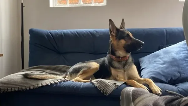 El perro que le habían robado a Jorge Hugo Marín apareció: así lo anunció el actor El perro que le habían robado a Jorge Hugo Marín apareció: así lo anunció el actor