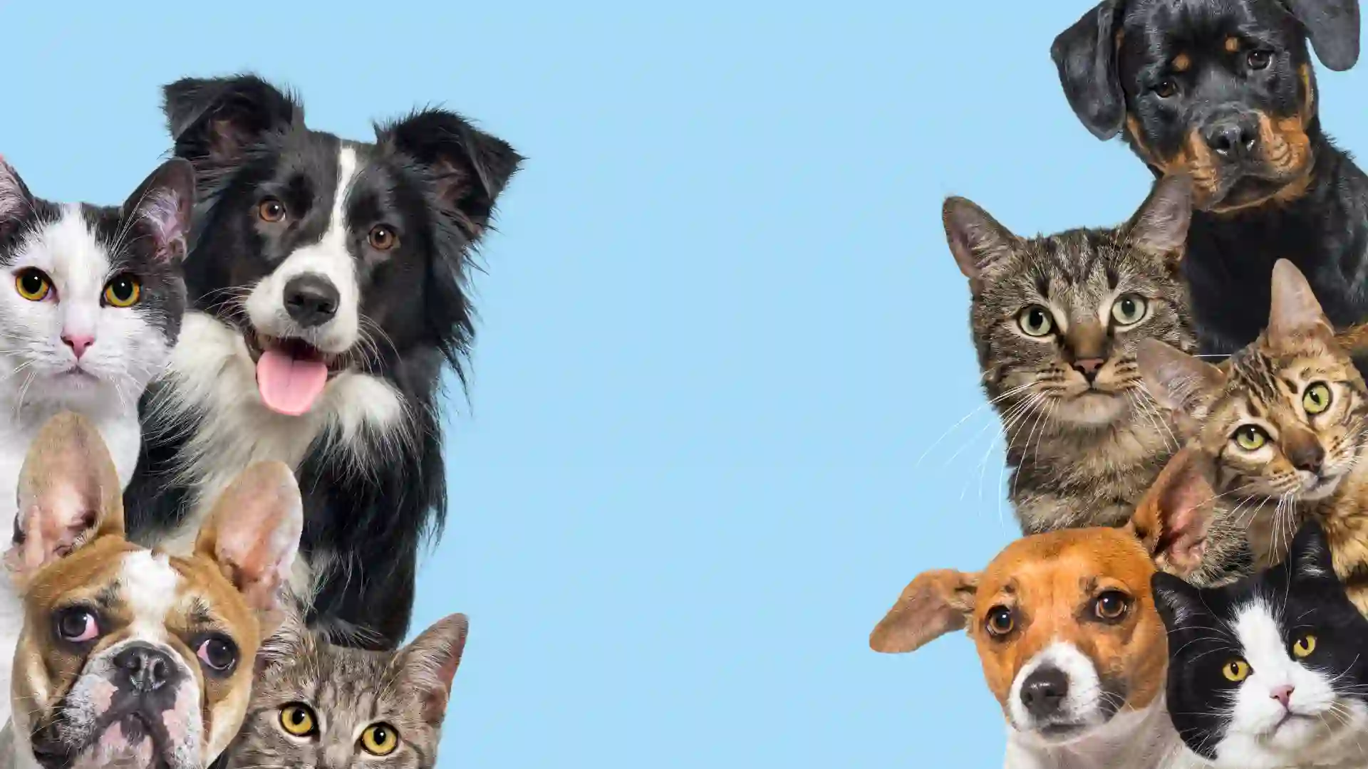Paso a paso para buscar y reportar a perros y gatos desaparecidos en Bogotá