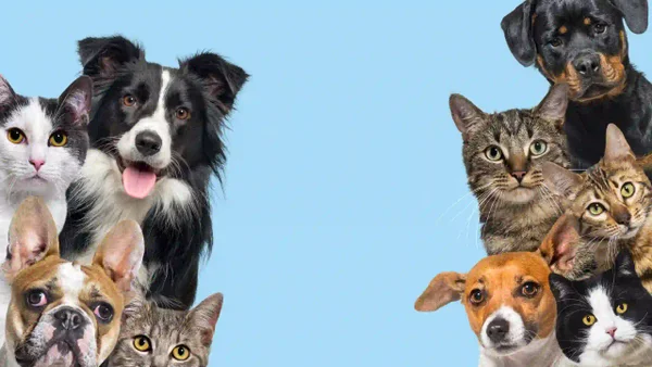 Paso a paso para buscar y reportar a perros y gatos desaparecidos en Bogotá Paso a paso para buscar y reportar a perros y gatos desaparecidos en Bogotá