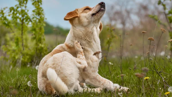 Bogotá habilita más de 10 mil cupos gratuitos para esterilizar mascotas durante septiembre Bogotá habilita más de 10 mil cupos gratuitos para esterilizar mascotas durante septiembre