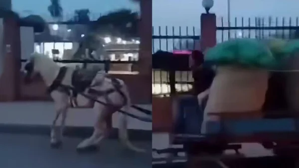 Indignante: caballo fue captado cojeando al transportar pesada carreta en Santander de Quilichao Indignante: caballo fue captado cojeando al transportar pesada carreta en Santander de Quilichao