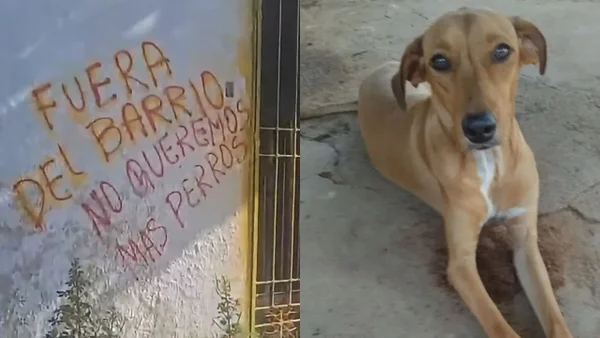 Fundación de rescate animal en Valledupar denunció amenazas y daños a sus instalaciones Fundación de rescate animal en Valledupar denunció amenazas y daños a sus instalaciones
