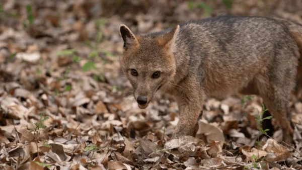 Detectan zorros perrunos al norte de Bogotá: ¿qué hacer en caso de ver a estos animales? Detectan zorros perrunos al norte de Bogotá: ¿qué hacer en caso de ver a estos animales?