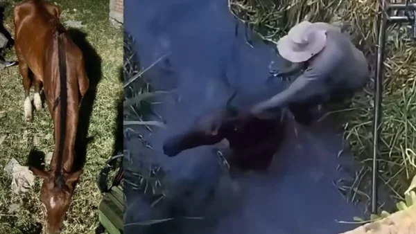 Encuentran vivo al caballo que fue golpeado por un sujeto dentro de un caño en el Cauca Encuentran vivo al caballo que fue golpeado por un sujeto dentro de un caño en el Cauca