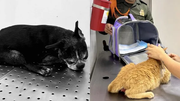 Mujer lanzó del cuarto piso a un perro y un gato tras discusión con su mamá en Medellín Mujer lanzó del cuarto piso a un perro y un gato tras discusión con su mamá en Medellín