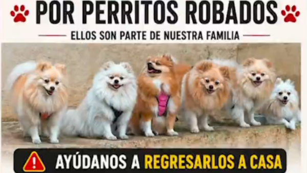 En Cali robaron cinco perros de una misma familia cuando regresaban a casa de la guardería En Cali robaron cinco perros de una misma familia cuando regresaban a casa de la guardería