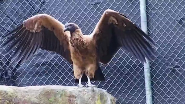 Rafiki, el cóndor que se prepara para volar libre en Colombia Rafiki, el cóndor que se prepara para volar libre en Colombia