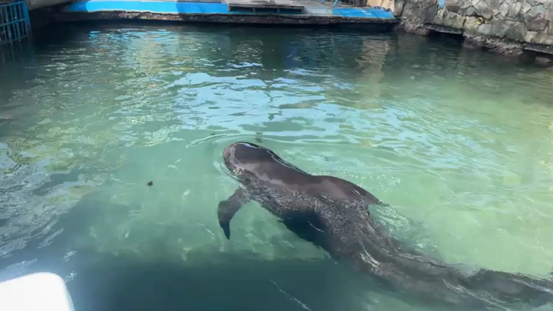 Foto: Centro de Rescate de Fauna Marina.