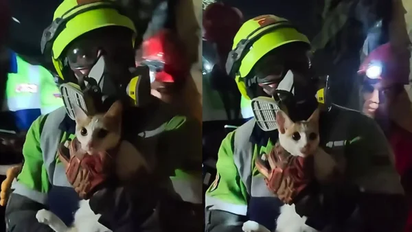 Gata fue rescatada de los escombros en La Guaira tras durar 23 días sepultada Gata fue rescatada de los escombros en La Guaira tras durar 23 días sepultada