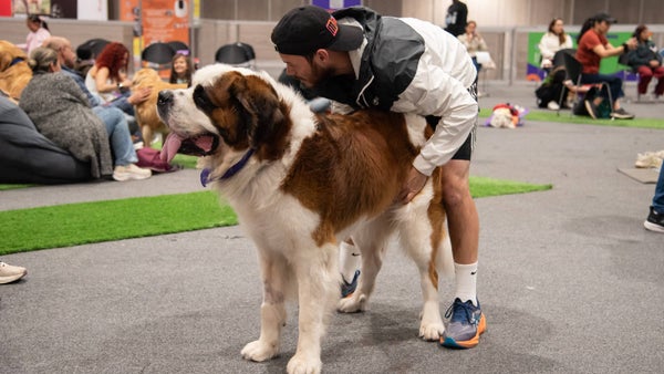 Expopet Colombia 2026: fechas, actividades y Día del Perro
