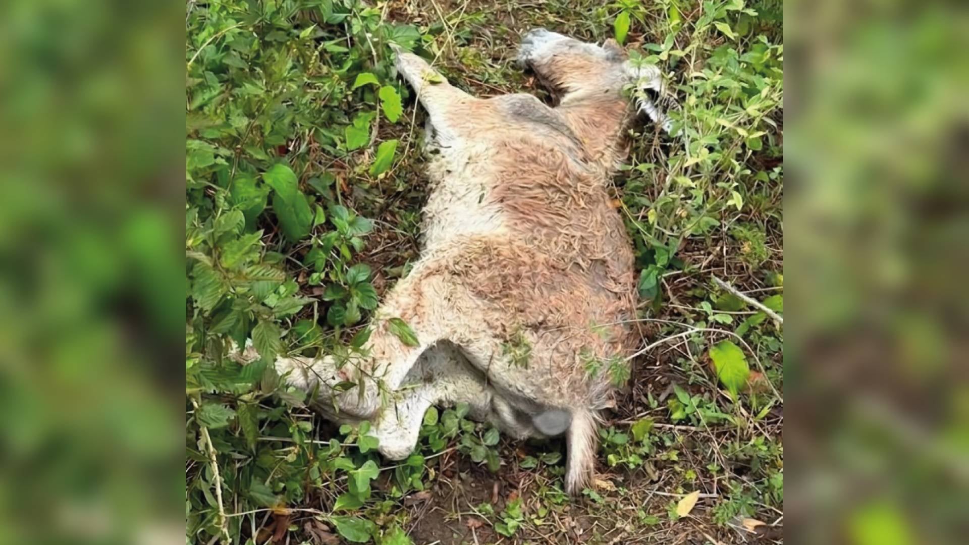 Animal hallada muerta en Sucre