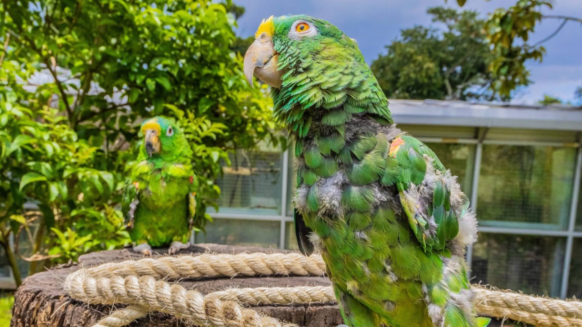 Animales silvestre de mascota