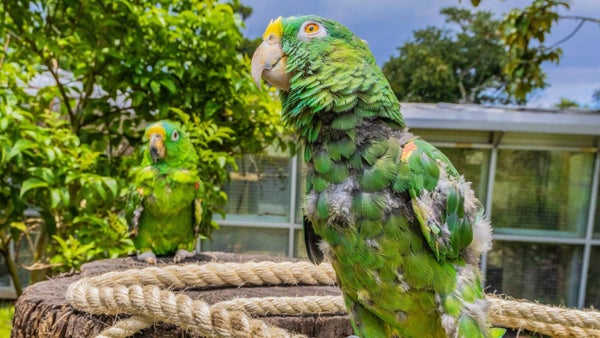 Esta es la multa a la que deberá someterse si tiene un animal silvestre como mascota Esta es la multa a la que deberá someterse si tiene un animal silvestre como mascota