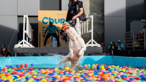 ¿Su perro ama el agua? Llévelo a competir en Expopet 2026
