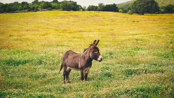 Burros bomberos: la inédita función de estos animales durante los incendios forestales en España