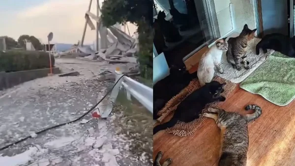 Video captó la reacción de un grupo de gatos a segundos del terremoto de 7,1 en Japón
