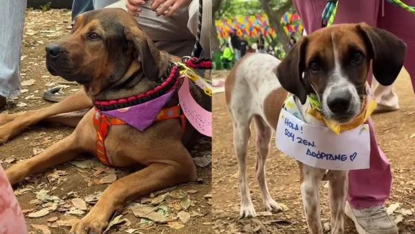 Masiva jornada de adopción en Cali encontró hogar para 30 perritos del Centro de Bienestar Animal Masiva jornada de adopción en Cali encontró hogar para 30 perritos del Centro de Bienestar Animal