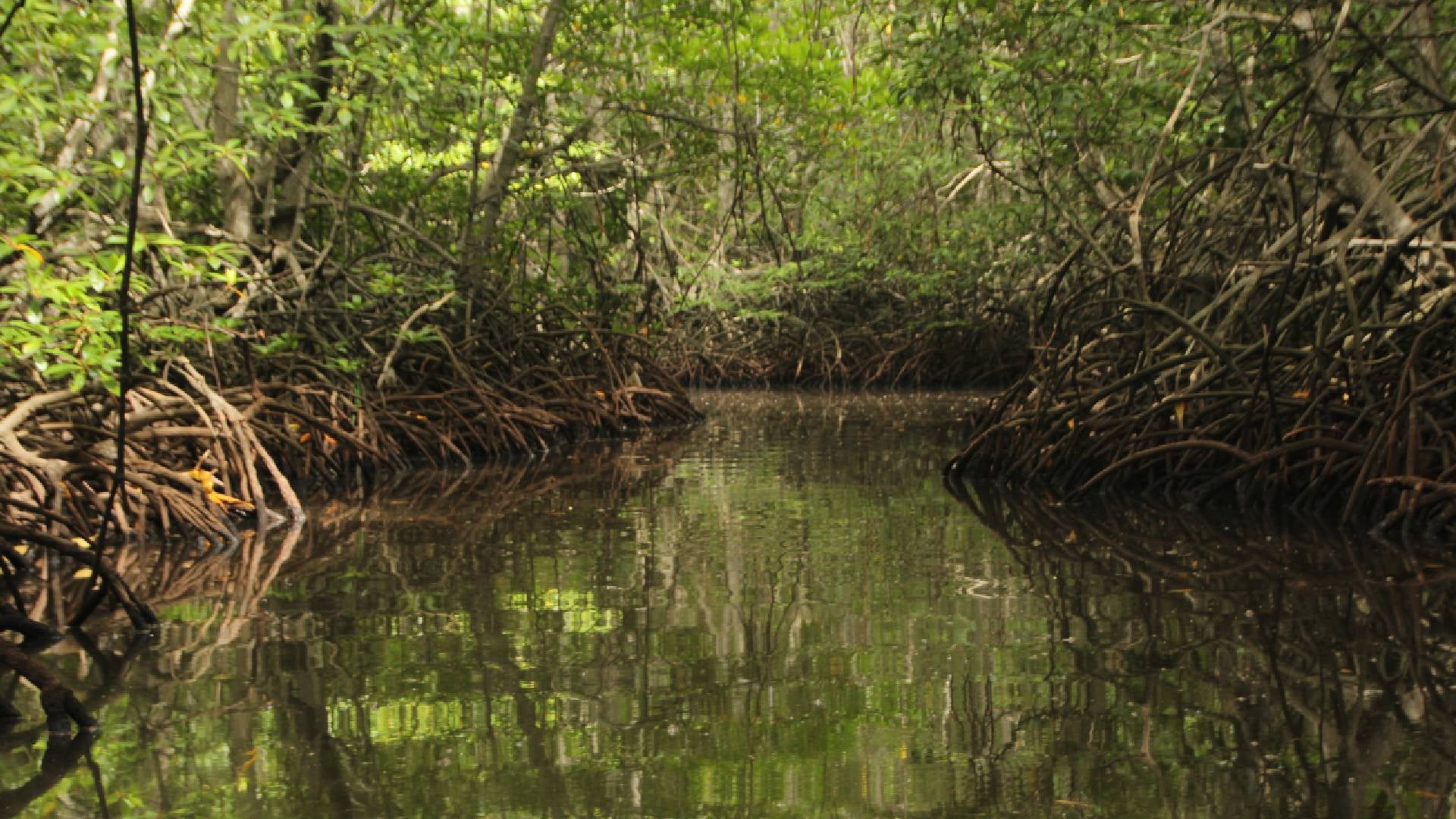 Desaparecidos en Buenaventura
