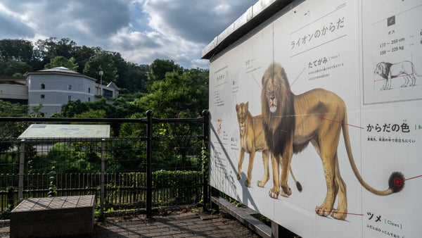 Tres leonas mueren en zoológico de Tokio por golpe de calor Tres leonas mueren en zoológico de Tokio por golpe de calor