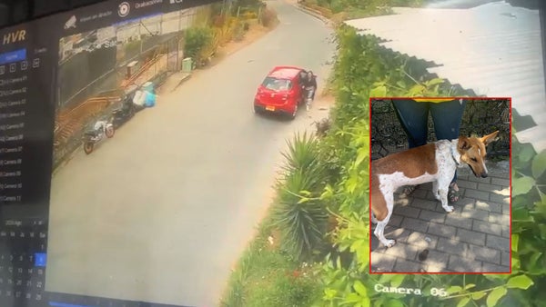 VIDEO | Perrito fue abandonado en La Estrella, Antioquia: comunidad pide sanciones VIDEO | Perrito fue abandonado en La Estrella, Antioquia: comunidad pide sanciones