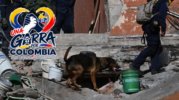 ‘Una Garra por Colombia’: así podrá ayudar a decenas de refugios animales que lo perdieron todo en el temblor ‘Una Garra por Colombia’: así podrá ayudar a decenas de refugios animales que lo perdieron todo en el temblor