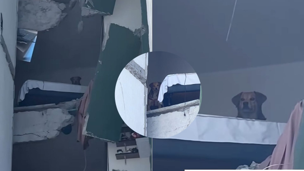 VIDEO I Perrita fue captada esperando a sus dueños en un edificio a punto de colapsar en Pereira VIDEO I Perrita fue captada esperando a sus dueños en un edificio a punto de colapsar en Pereira