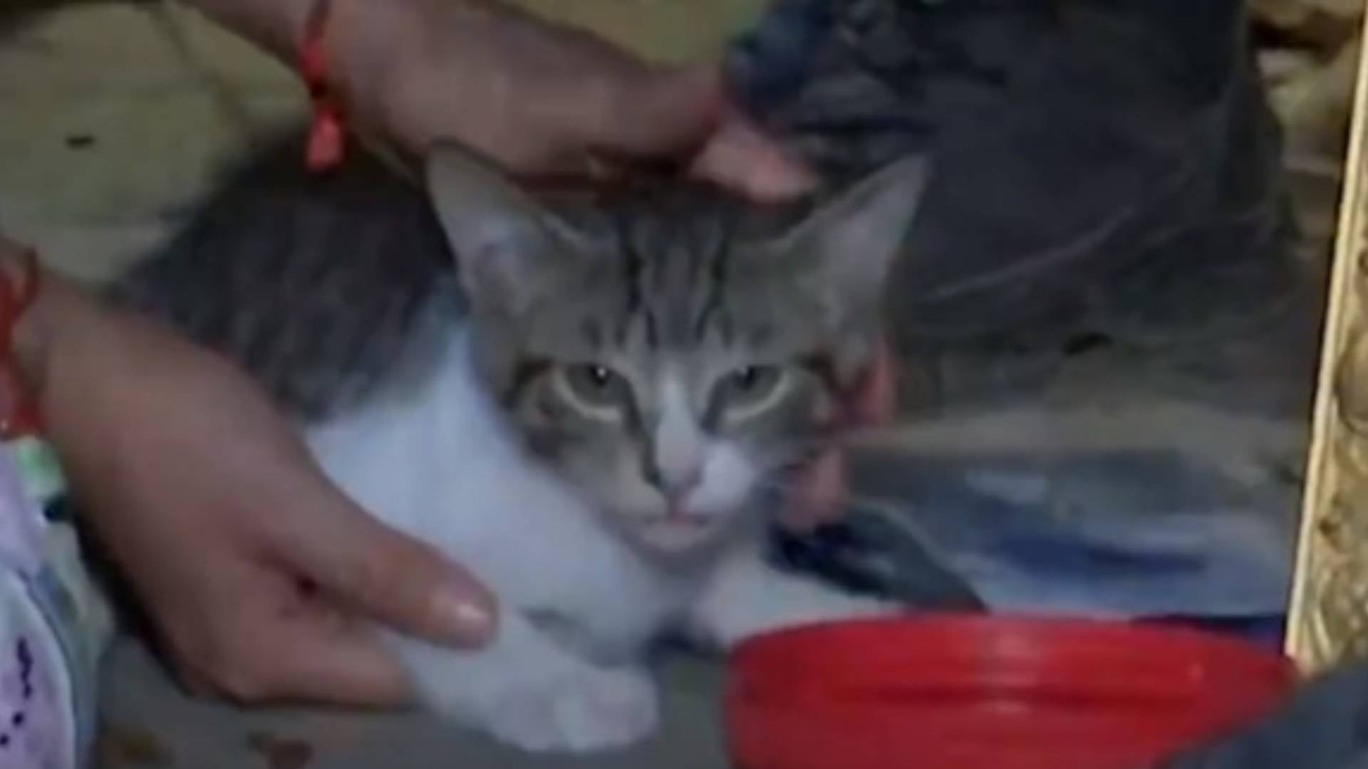 Gato rescatado
