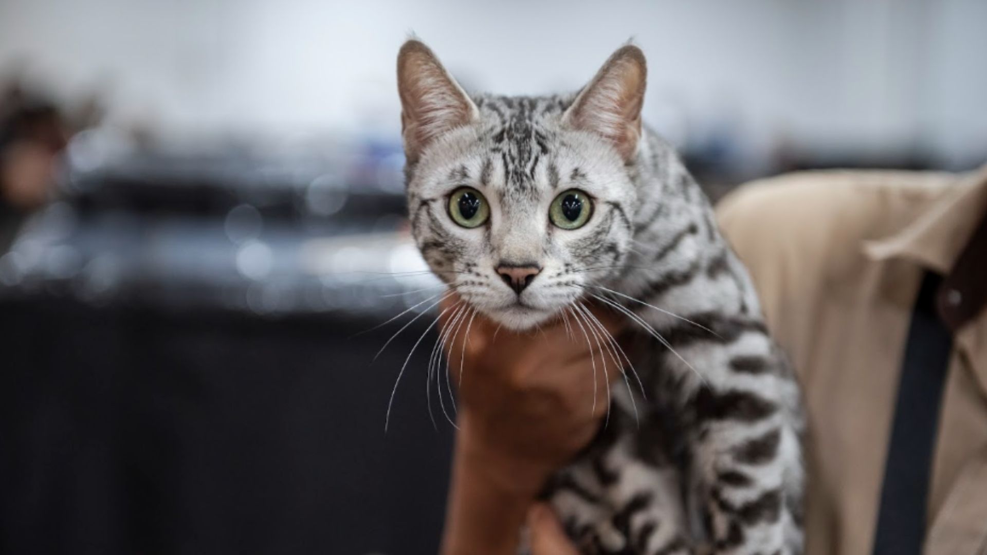Foto: Expopet
