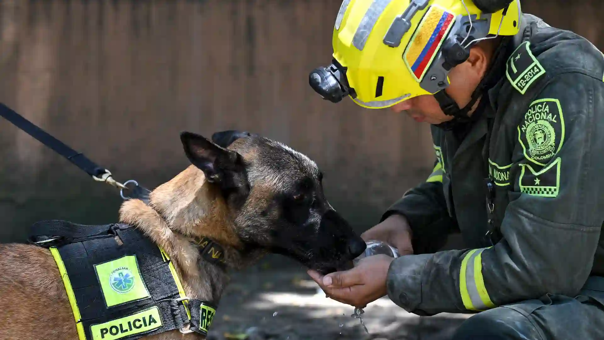 La heroica labor de los perritos rescatistas que buscan vida bajo los escombros