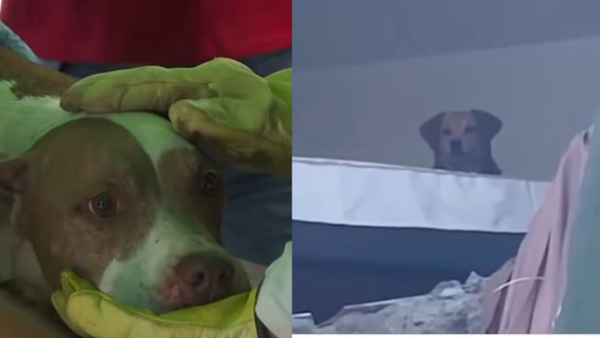 Esperanza bajo escombros: así han sido rescatadas las mascotas afectadas por el terremoto en el país Esperanza bajo escombros: así han sido rescatadas las mascotas afectadas por el terremoto en el país