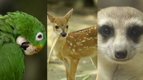 Bioparque Ukumarí en Pereira lanza alerta tras terremoto: 400 animales en riesgo por falta de recursos Bioparque Ukumarí en Pereira lanza alerta tras terremoto: 400 animales en riesgo por falta de recursos