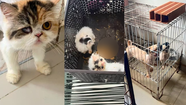 Denuncian criadero ilegal en Barranquilla: autoridades rescataron a ocho animales y habrían dejado al resto Denuncian criadero ilegal en Barranquilla: autoridades rescataron a ocho animales y habrían dejado al resto