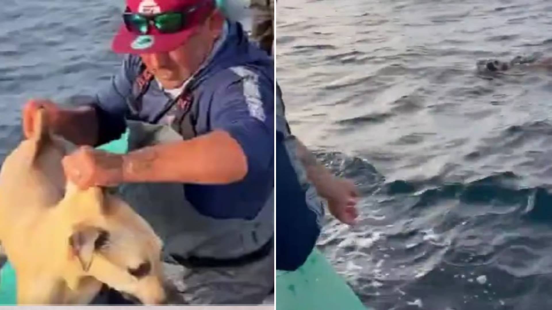 Perrito rescatado
