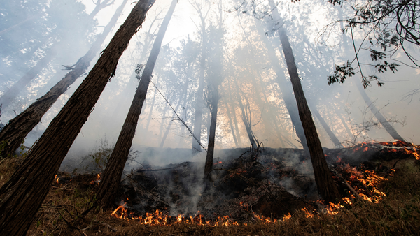 73 municipios se encuentran bajo alerta en Colombia por riesgo de incendio 73 municipios se encuentran bajo alerta en Colombia por riesgo de incendio