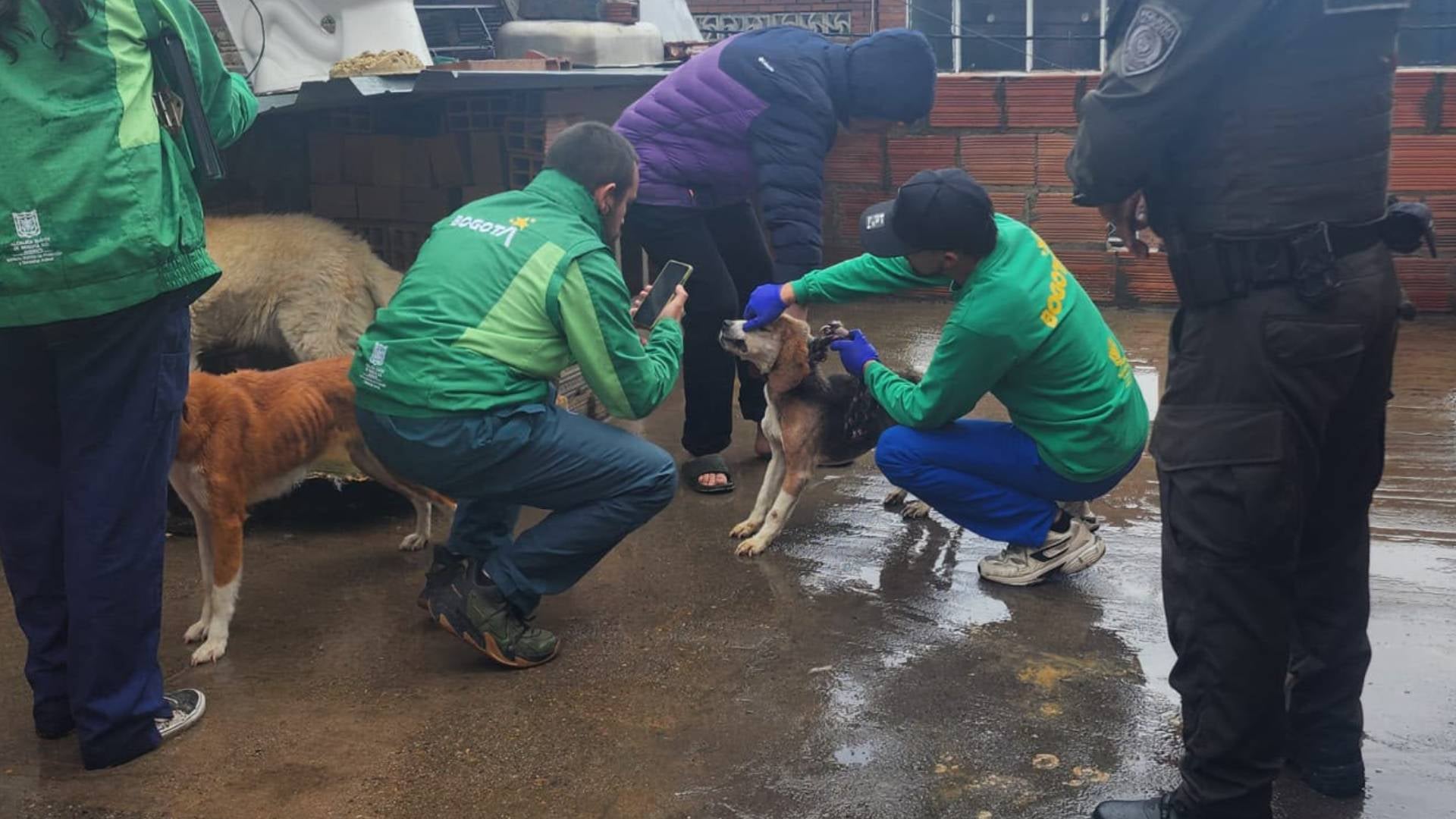Perros y gatos rescatados en Bogotá