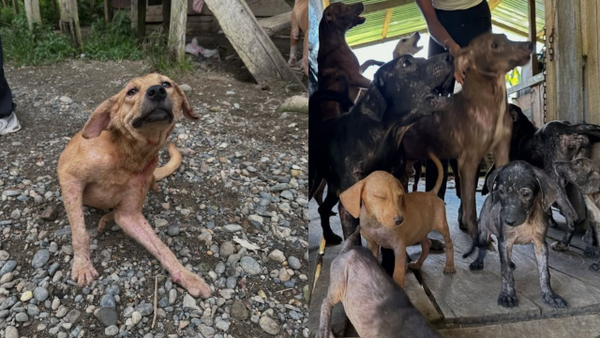 Fundación necesita ayudas para transportar a 20 animales rescatados tras el terremoto en Quibdó