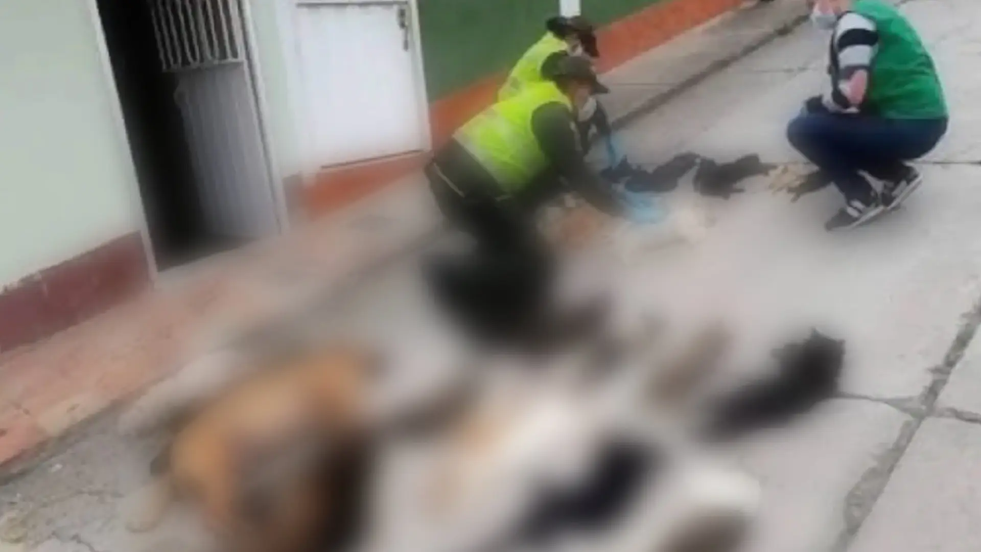 Posible envenenamiento masivo de perros y gatos en Pacho.